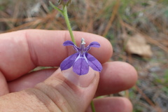 Lobelia reverchonii