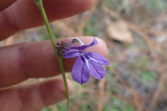 Lobelia reverchonii