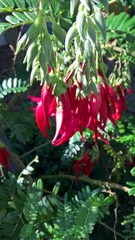 Clianthus