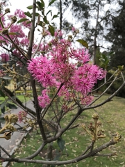 Chionanthus pubescens