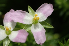 Mayaca fluviatilis