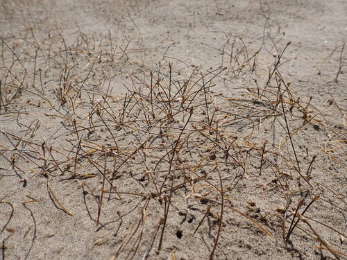 Eleocharis neozelandica observed 2025-01-23