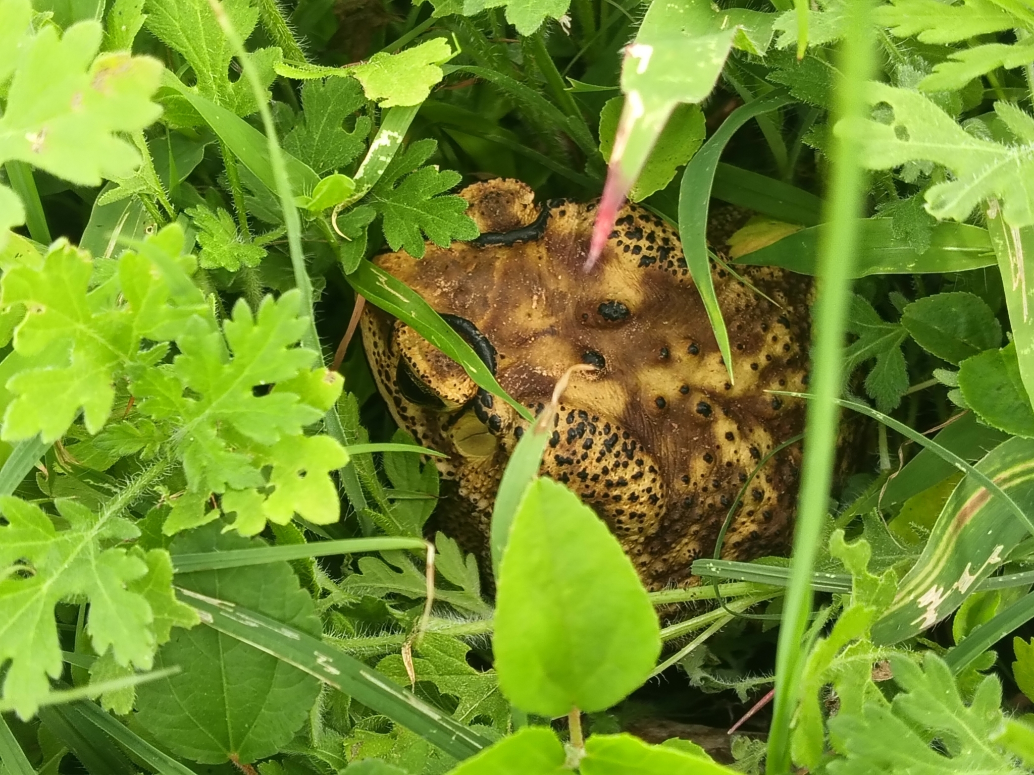 Indian Common True Toad
