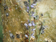 Polygala magdalenae