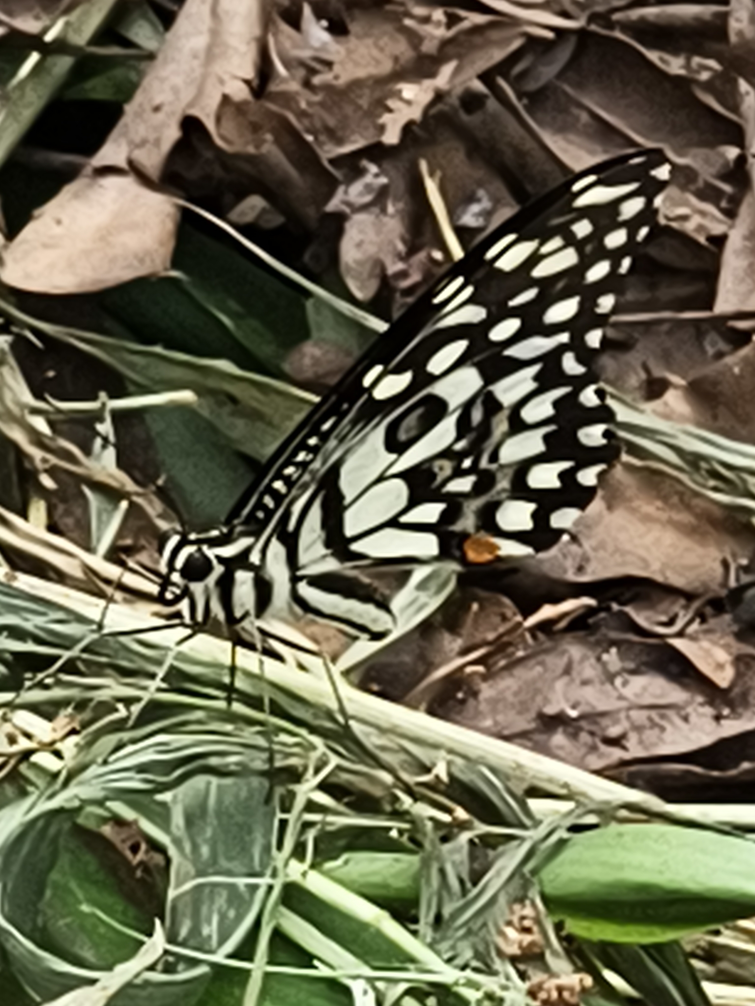 Lime Swallowtail