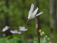 Primula fassettii