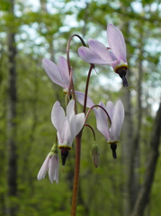 Primula fassettii