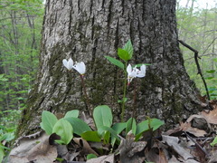 Primula fassettii