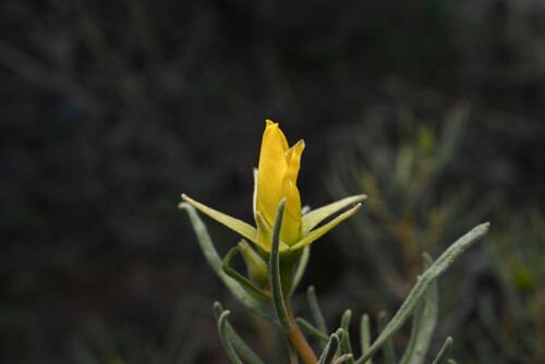 Manystem Blazingstar (Mentzelia multicaulis)