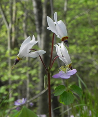Primula fassettii