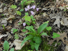 Primula fassettii