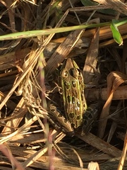Lithobates kauffeldi