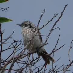 Plectorhyncha lanceolata