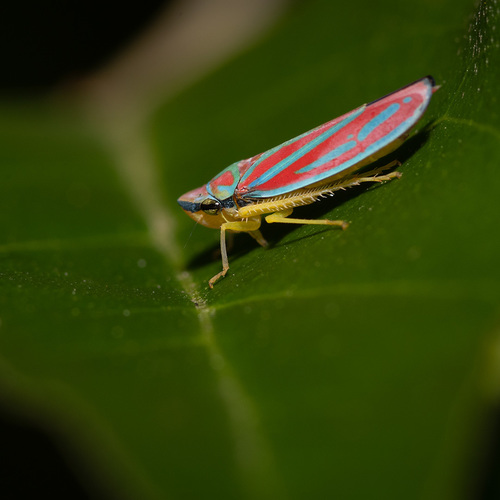 Red-banded Leafhopper, photo 5 of 7