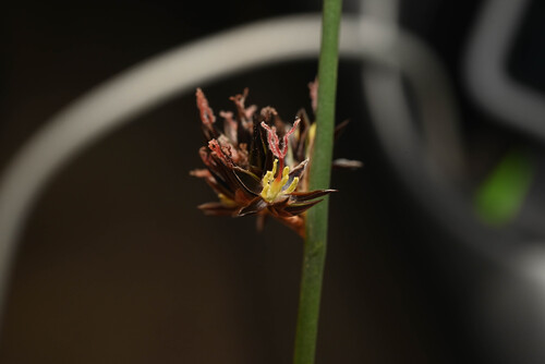 Baltic rush (Juncus balticus)