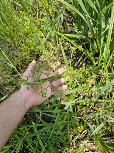 Scirpus microcarpus iNat (1)