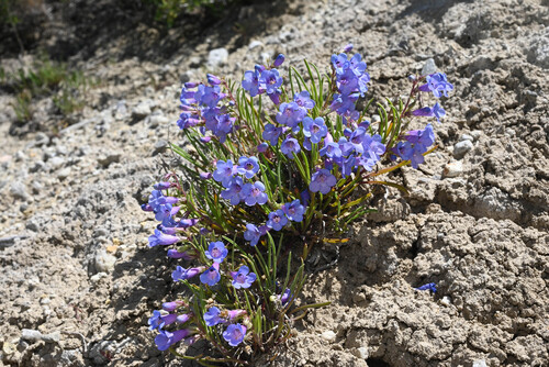 Penland beardtongue (Penstemon penlandii)