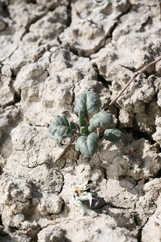 Gina's phacelia (Phacelia gina-glenneae)