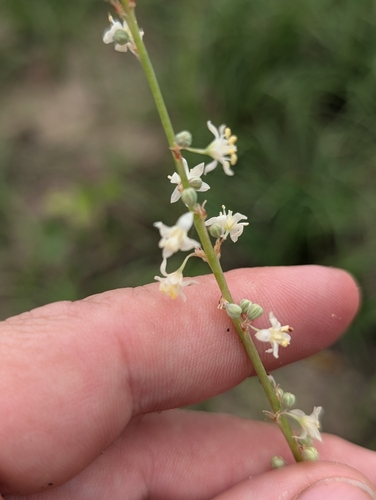 Nolina georgiana
