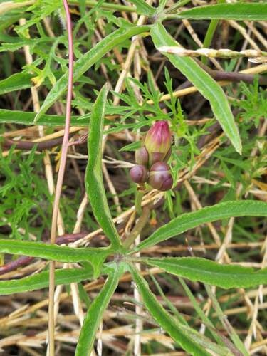 Ipomoea bonariensis, photograph 5