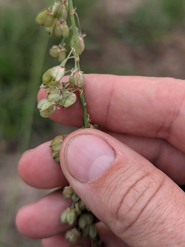Nolina georgiana