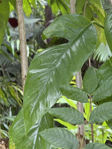 Epipremnum pinnatum, 2025-06-15