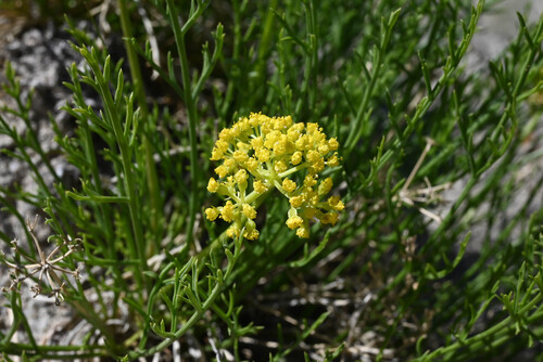 Nuttall's Biscuitroot (Lomatium nuttallii)