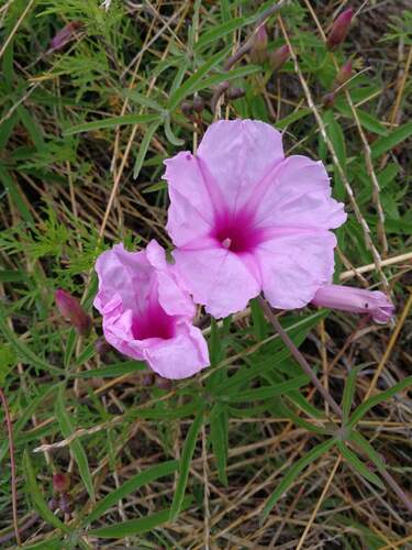 Ipomoea bonariensis, photograph 4
