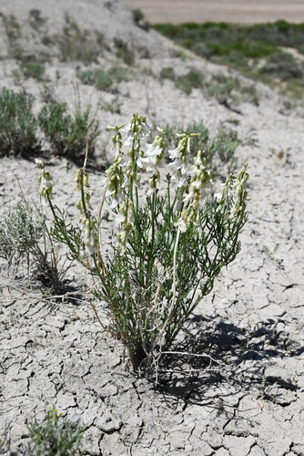 Kremmling Milkvetch (Astragalus osterhoutii)