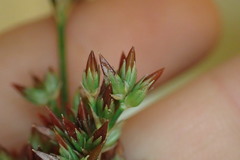 Juncus trigonocarpus