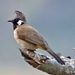 Bulbuls - Photo (c) Lip Kee Yap, some rights reserved (CC BY-SA)