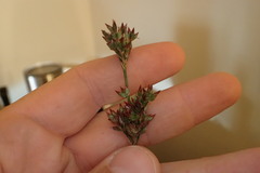 Juncus trigonocarpus