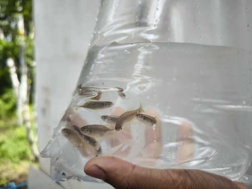 Blue danio (Danio kerri) — Cyprinidae — 4