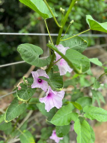 Ipomoea carnea observed 2025-04-22