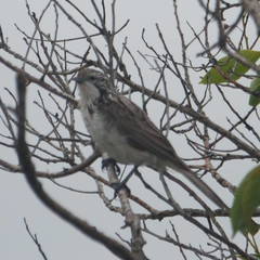 Plectorhyncha lanceolata