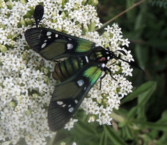 Chrysocale principalis