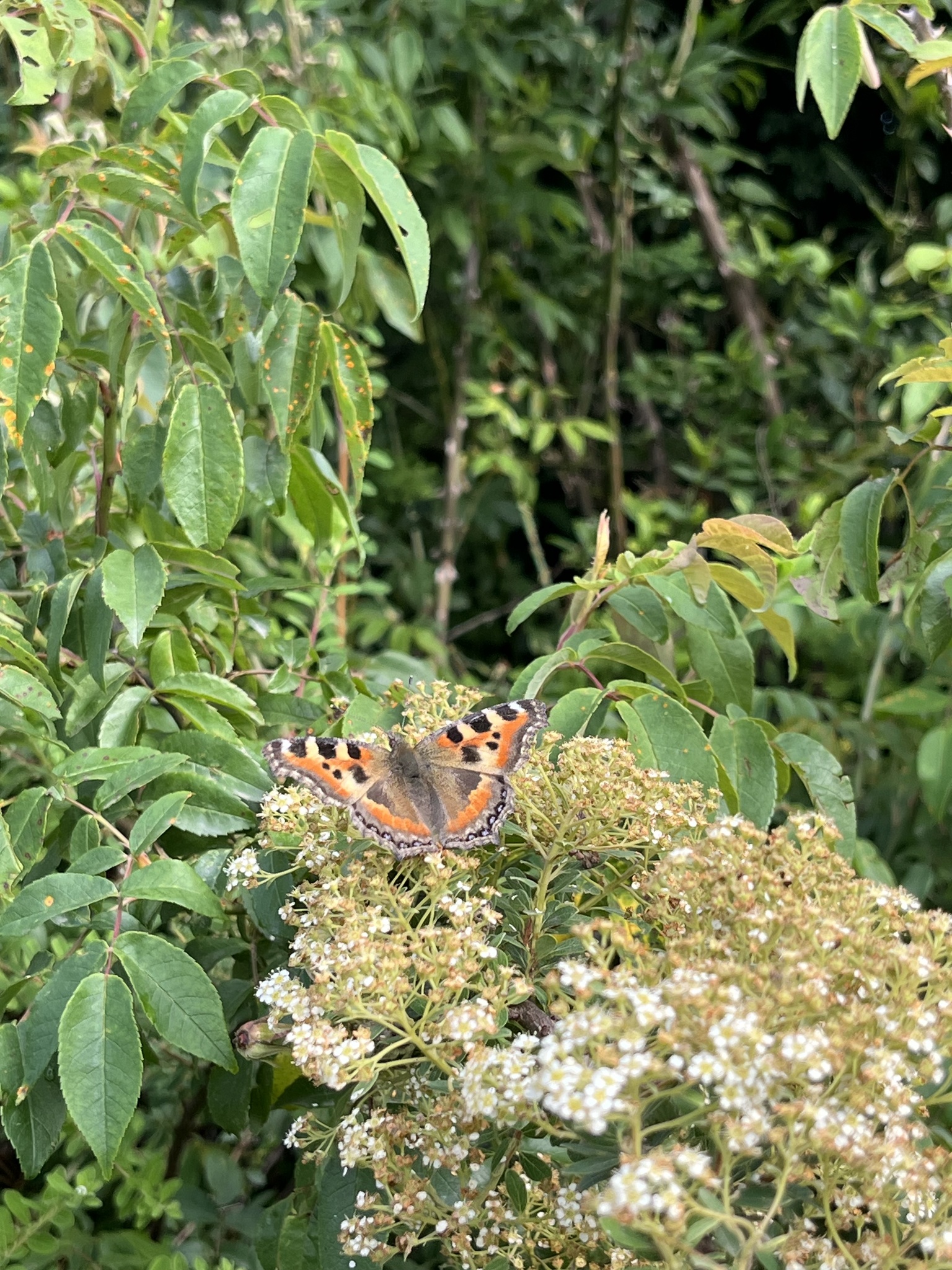 Indian Tortoiseshell