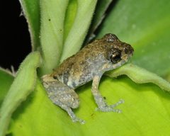 Pristimantis brevicrus