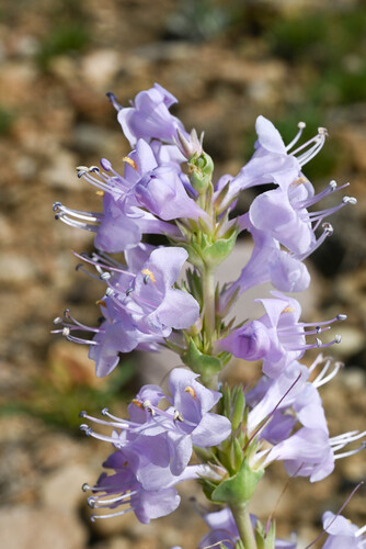 sagebrush beardtongue (Penstemon cyathophorus)
