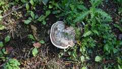 Fungi
