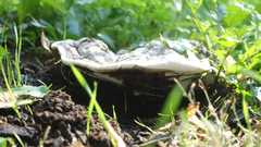 Fungi