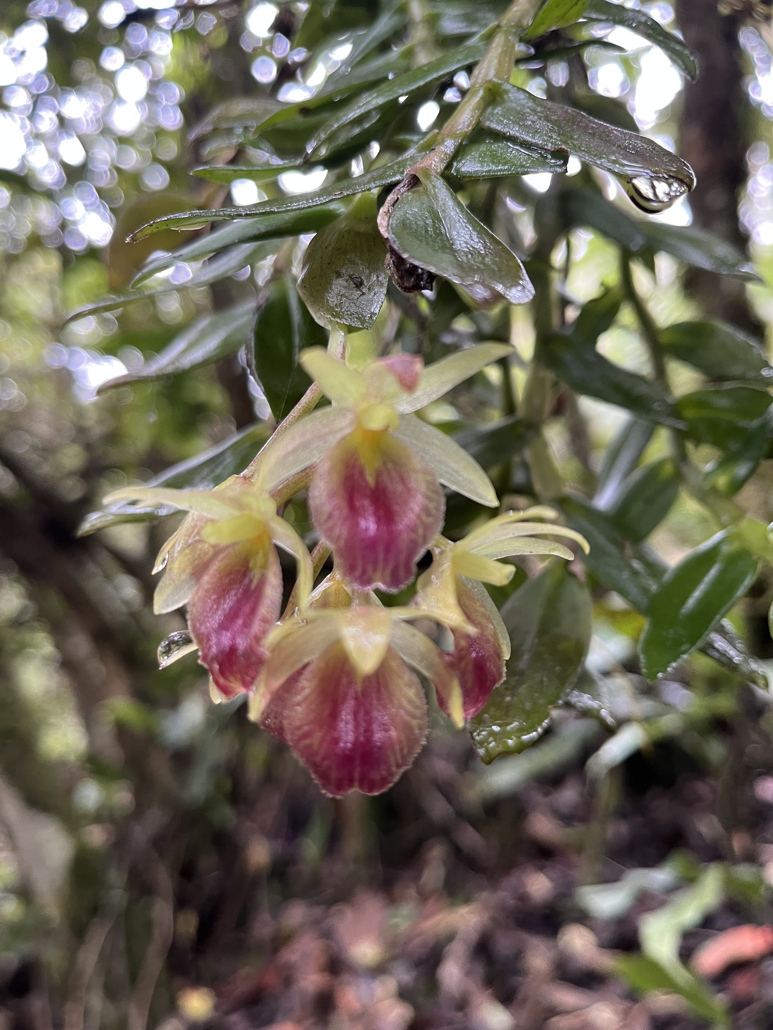 Epidendrum megalospathum Rchb.f. 3