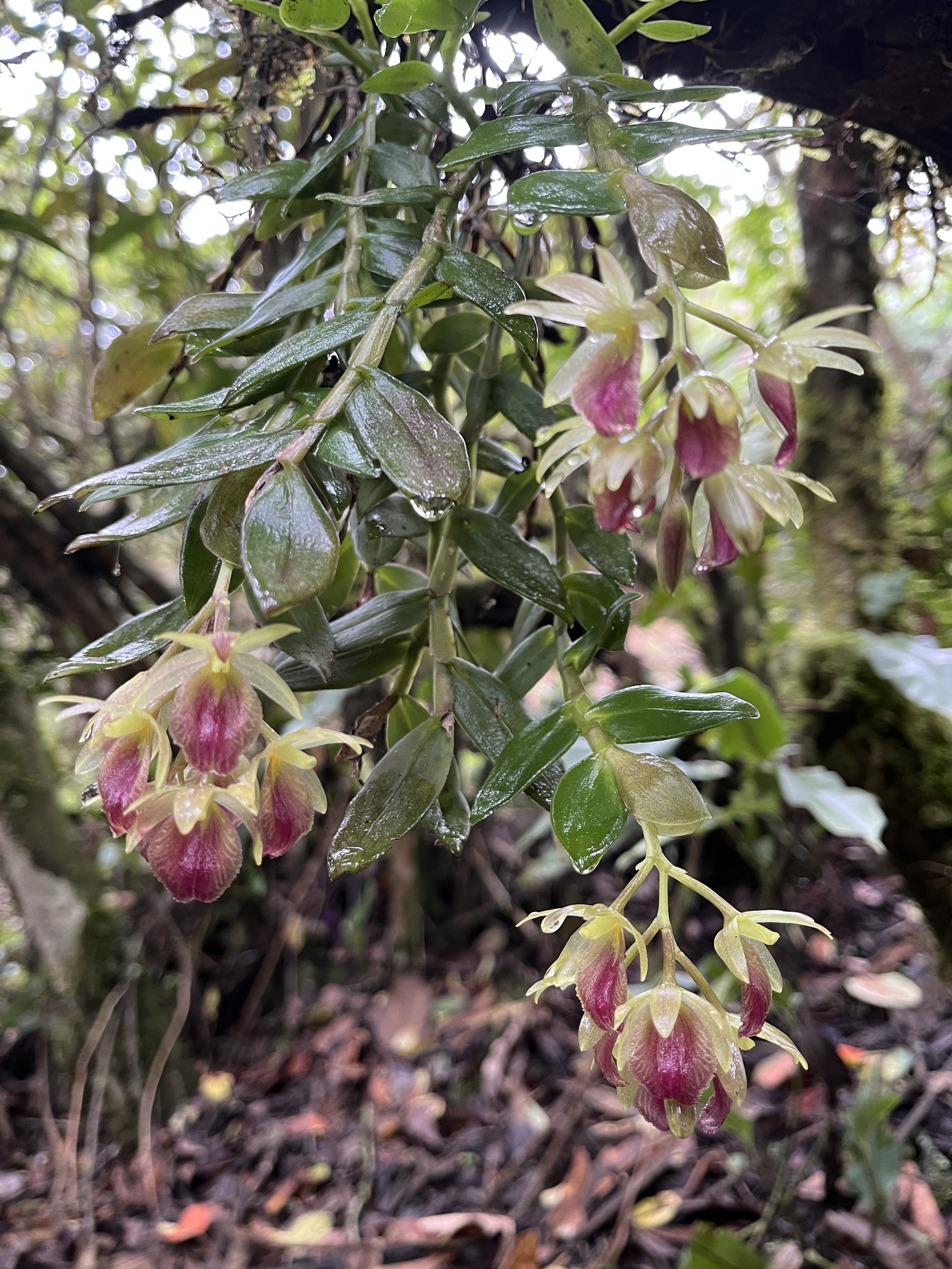 Epidendrum megalospathum Rchb.f. 4