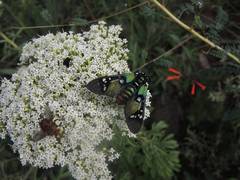 Chrysocale principalis