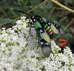 Chrysocale principalis