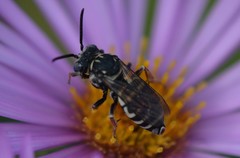 Triepeolus eliseae