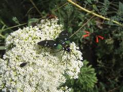 Chrysocale principalis