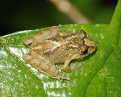 Pristimantis labiosus