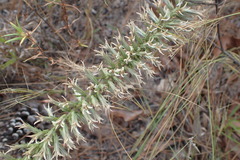Liatris hesperelegans