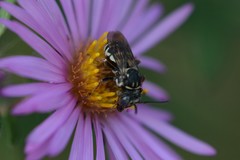 Triepeolus eliseae